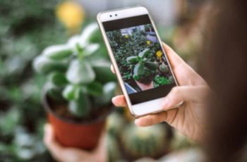 Die App zeigt, wie man Pflanzen identifiziert und wie man sie pflegt